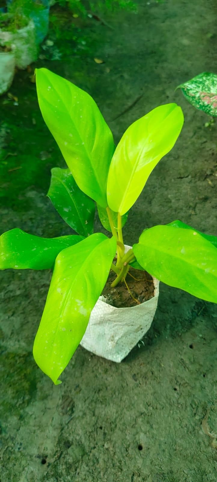 Lung Nourishing Plant For Heath Life