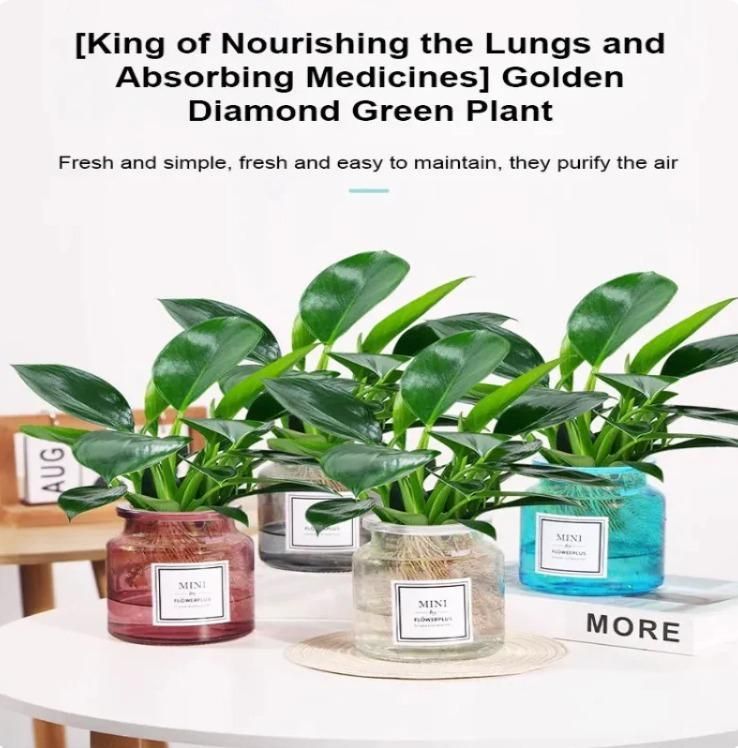 Lung Nourishing Plant For Heath Life