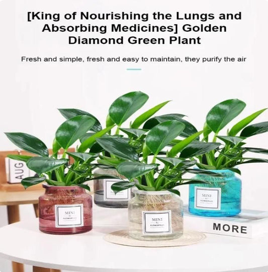 Lung Nourishing Plant For Heath Life