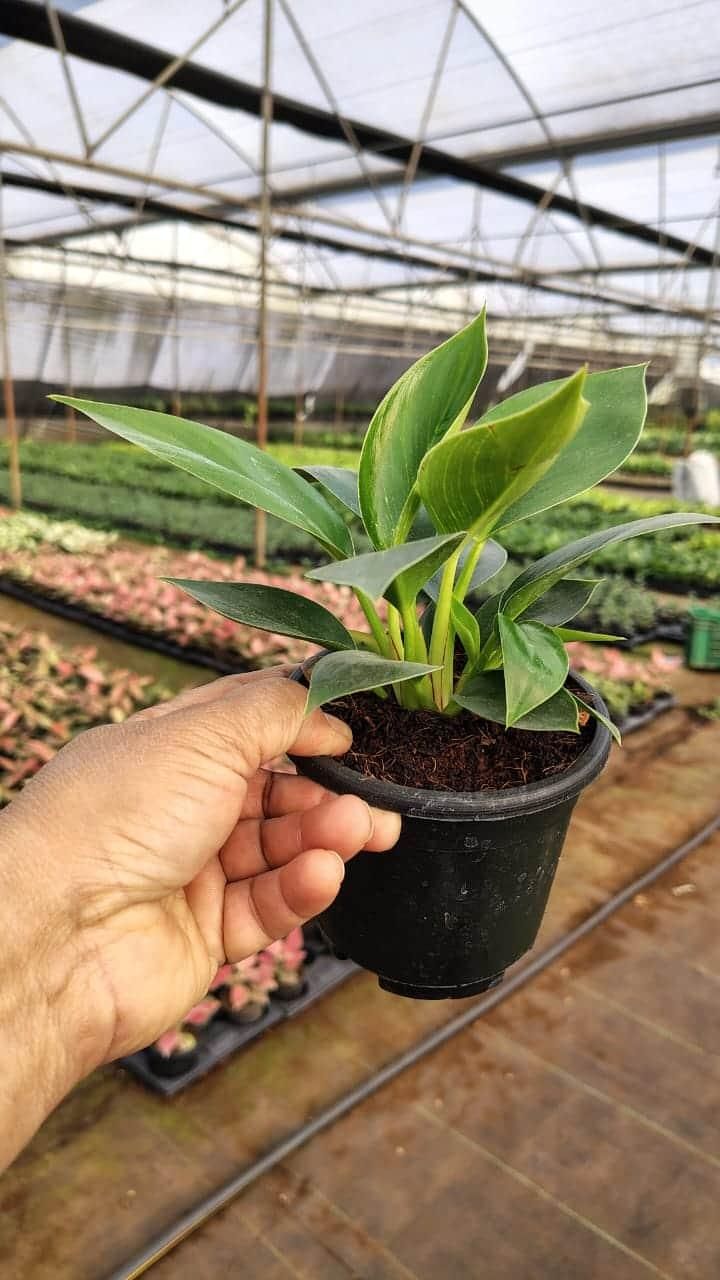 Lung Nourishing Plant For Heath Life